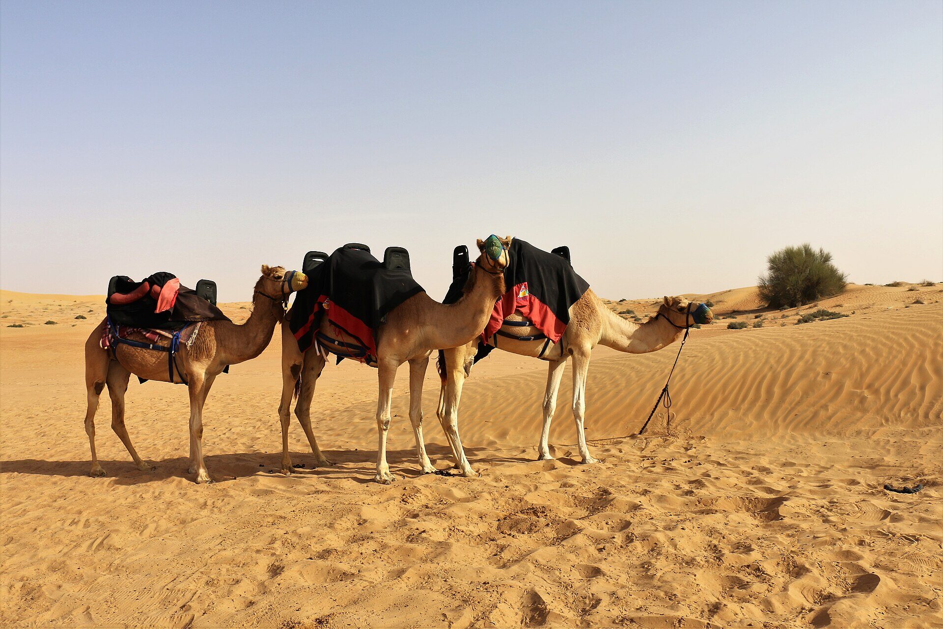 Camel ride