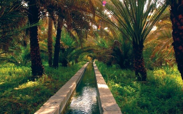 Al Dhaid palm landscape